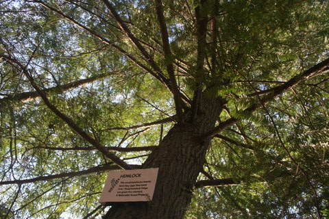 Hemlock Tree with a Tree Sign